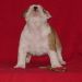 english bulldogs puppies